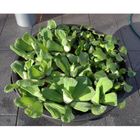 Lot de plantes aquatiques 