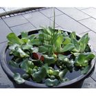 Lot de plantes aquatiques 