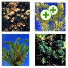 Lot de plantes aquatiques pour étang