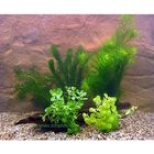 Lot de plantes colorées pour bassin à poissons rouges