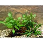 Lot de plantes Cryptocorynes d'avant-plan pour aquarium