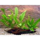 Lot de plantes d'Amazonie pour aquarium