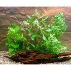 Lot de plantes d'aquarium pour débutant