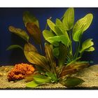 Lot de plantes Echinodorus pour aquarium