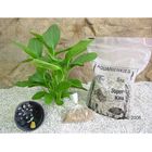 Lot de plantes mères Echinodorus Ozelot vert