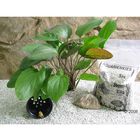 Lot de plantes mères Echinodorus Red Flame