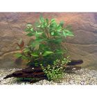 Lot de plantes rouges pour aquarium