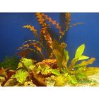Lot de plantes solitaires pour aquarium