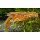 Louisiana Zwergflusskrebs - Cambarellus shufeldtii Paar