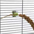 Mangeoire pour rongeur et oiseau Pince