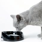 Miska na wodę Whisker