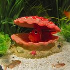 Muschel mit Nemo