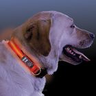 Nite Ize Collar reflectante con LED, perros