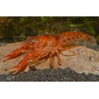 Oranje Dwergrivierkreeft - Cambarellus patzcuarensis Paar