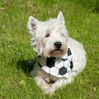 Pañuelo futbolero de cuello para el perro