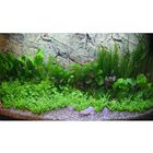Paysage aquatique pour aquarium communautaire