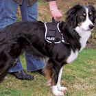 Pettorina XDog nera