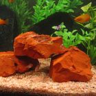 Pietra Red Jaspis
