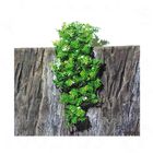 Plante artificielle JBL TerraPlanta Amazonian Philo