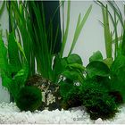 Plantes d'aquarium Zooplants 