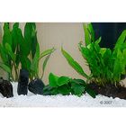 Plantes d'aquarium Zooplants 
