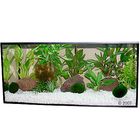 Plantes d'aquarium Zooplants 