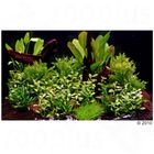 Plantes d'aquarium Zooplants 