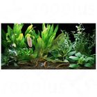 Plantes d'aquarium Zooplants 