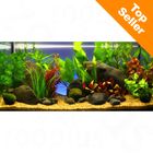 Plantes d'aquarium Zooplants 