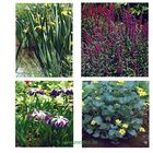 Pond Plants Blooming Swamp Plant Set