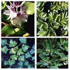Pond Plants Floating Plants Set