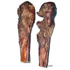 Premium Pizzle Leg