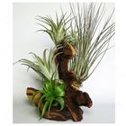 Radice con piante vive di Tillandsia