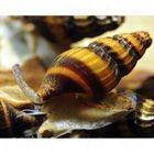 Raubschnecke - Anentome helena