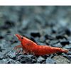 Red Cherry Garnele - Red Fire Garnele