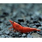 Red Cherry Garnele - Red Fire Garnele