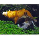 Riesen-Turmdeckelschnecke – Brotia pagodula