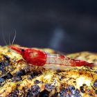 Rili-Garnele - Neocaridina heteropoda var. Rili