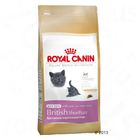 Royal Canin Kitten British Shorthair