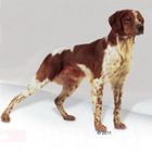 Royal Canin Medium Adult 25