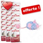 Sachets fraîcheur Royal Canin 18 x 85 g + souris en peluche