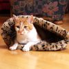Saco para gatos Jungla