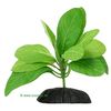 Samolus Aquarium Plant