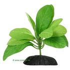 Samolus: planta acuatica artificial
