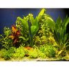 Set di 11 piante acquatiche Wakus per acquari di 100-120 cm