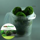 Set di piante per acquario Zooplants 