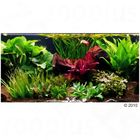 Set di piante per acquario Zooplants 