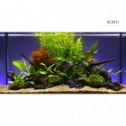 Set piante per acquario Zooplants 