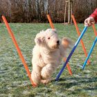 Set slalom modulare per Agility dog