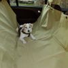 Tidy Traveller Dog Car Seat Cover